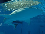 ジンベエとマンボウ