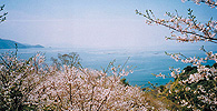 日本一速い桜の開花